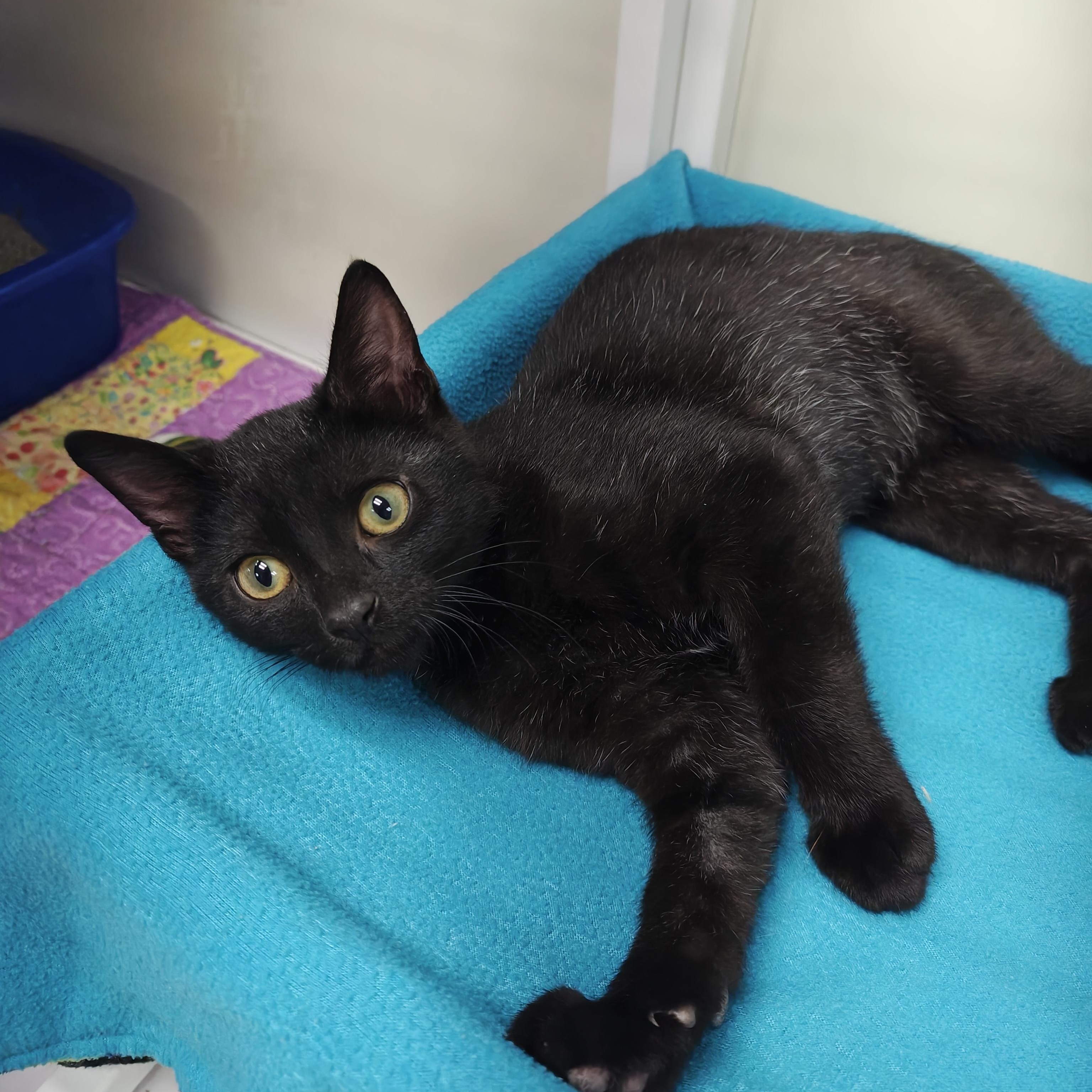 Dwayne, Adoptable, Kitten Male Domestic Short Hair.