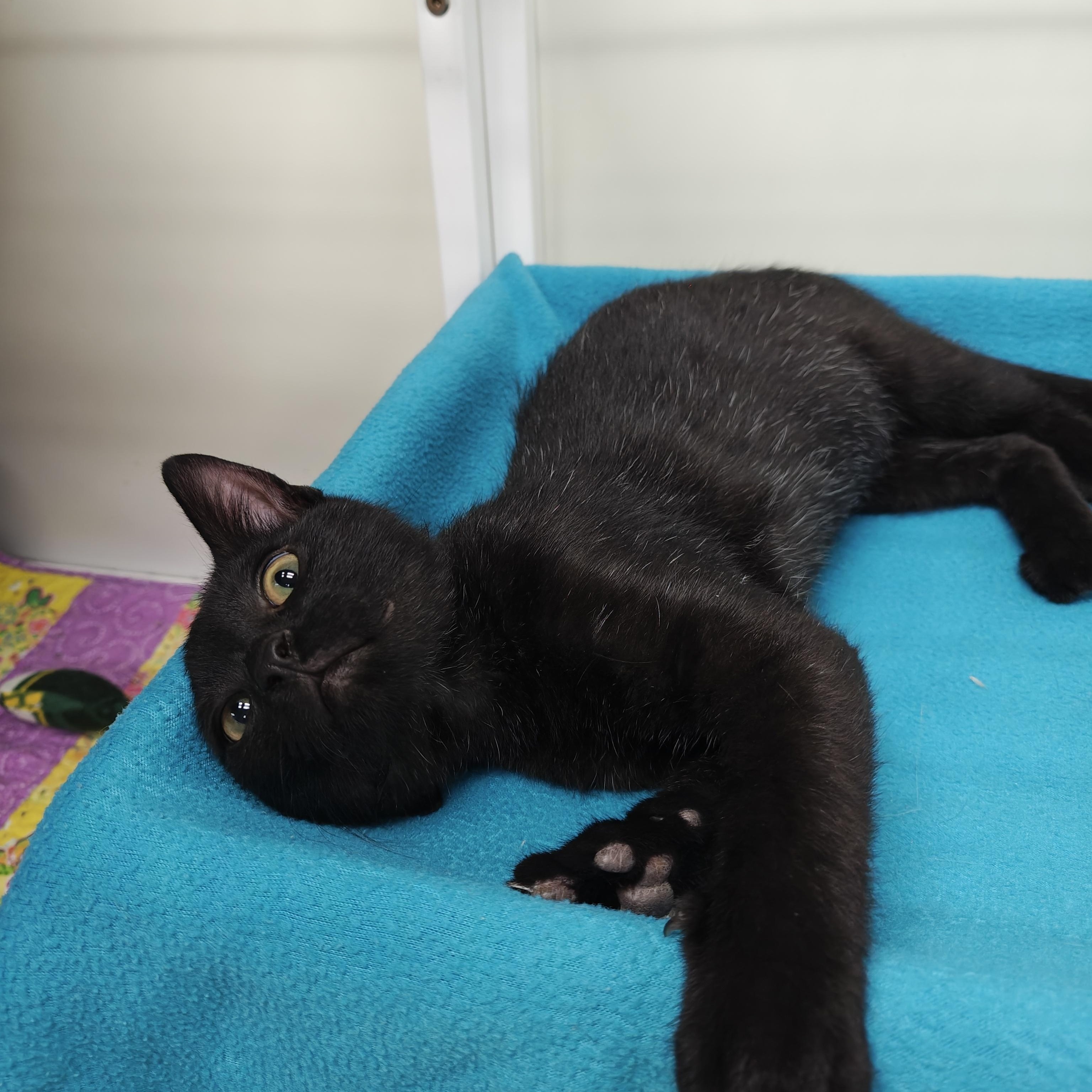 Dwayne, a Adoptable Domestic Short Hair in Oconto, WI image 2/2
