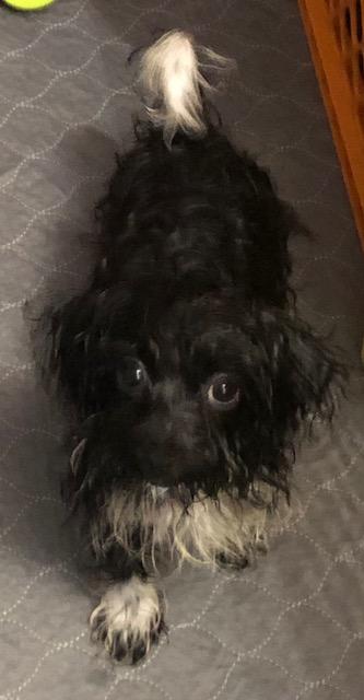 Enlarge Simmie, an adopted mixed breed in Colleyville, TX image 2/2