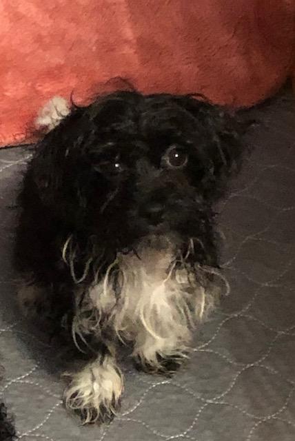 Simmie, adopted, Puppy Male Havanese & Poodle (Toy).