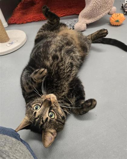 Brick, Adoptable, Adult Male Domestic Short Hair & Domestic Short Hair.