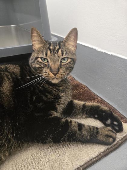 Enlarge Brick, a Adoptable mixed breed in Saint Petersburg, FL image 2/3