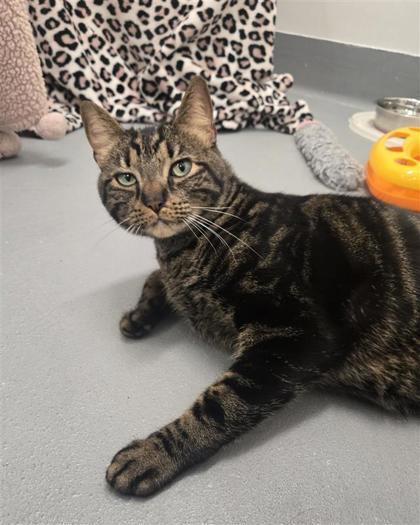 Enlarge Brick, a Adoptable mixed breed in Saint Petersburg, FL image 3/3