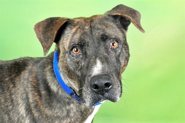 Enlarge STAN, a Adoptable mixed breed in Fort Lauderdale, FL image 1/1