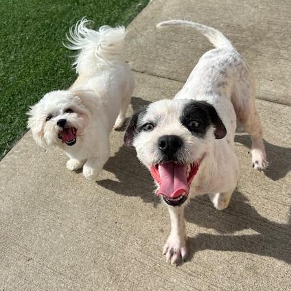 Oriel, Adoptable, Adult Female Schnauzer & Mixed Breed.