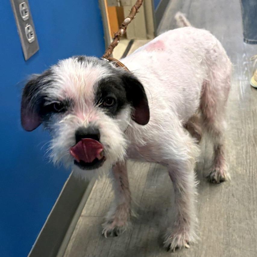 Enlarge Oriel, a Adoptable mixed breed in Kansas City, MO image 2/6