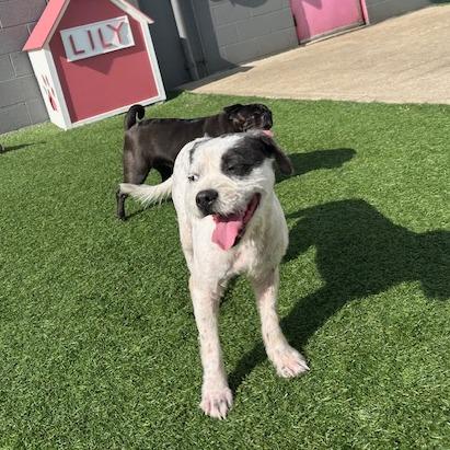 Enlarge Oriel, a Adoptable mixed breed in Kansas City, MO image 3/6