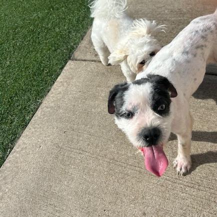 Enlarge Oriel, a Adoptable mixed breed in Kansas City, MO image 5/6