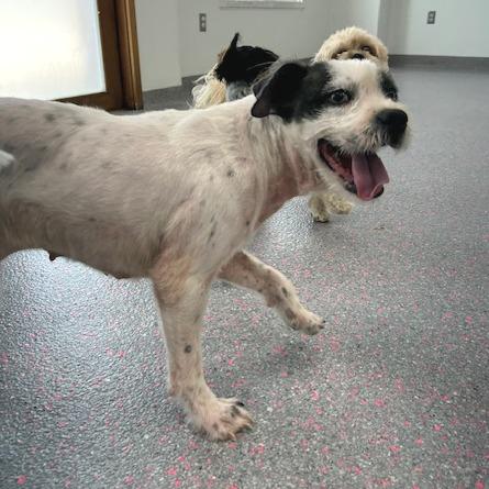 Enlarge Oriel, a Adoptable mixed breed in Kansas City, MO image 6/6