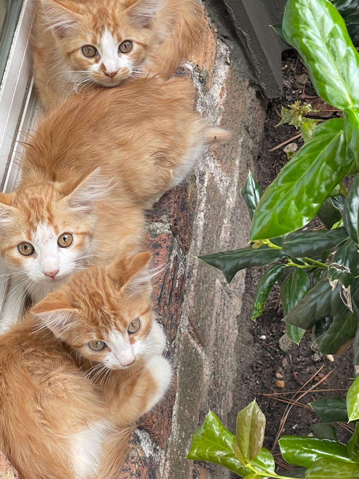 The Bakery boys, adopted, Kitten Male Domestic Long Hair.