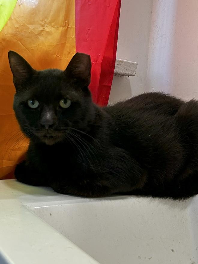 Charlie, Adoptable, Adult Male Domestic Short Hair.