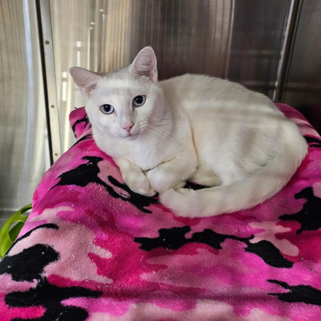 Sugar, Adoptable, Young Female Domestic Short Hair.