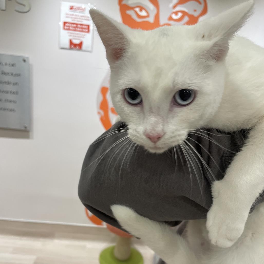 Sugar, Adoptable, Young Female Domestic Short Hair.