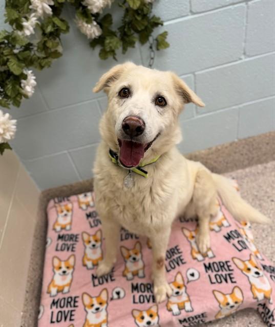 CHAPO, Adoptable, Adult Male Labrador Retriever & Siberian Husky.