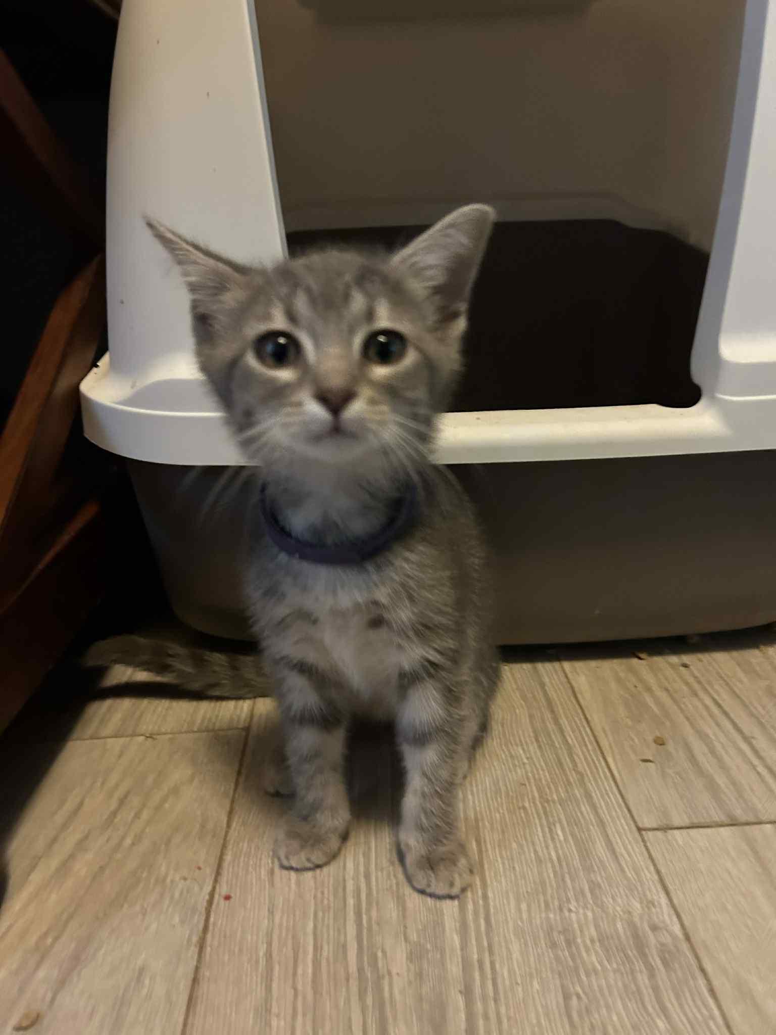 Avery Pea, Adoptable, Kitten Female American Shorthair.