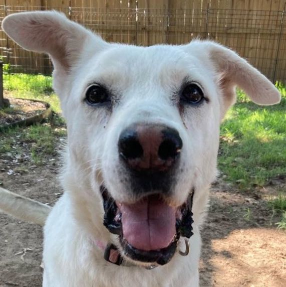 Enlarge Verbena, a Adoptable Labrador Retriever in West Suffield, CT image 4/5