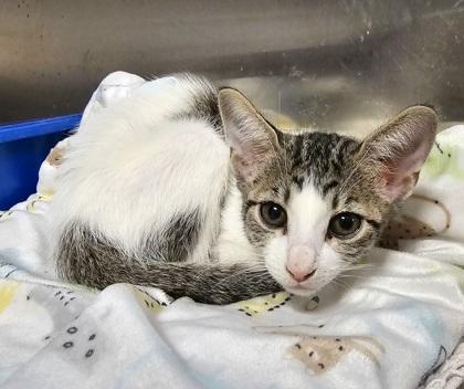 Clove, Adoptable, Young Female Domestic Short Hair & Domestic Short Hair.