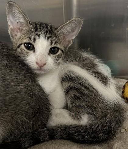 Enlarge Clove, a Adoptable mixed breed in Phoenix, AZ image 2/3