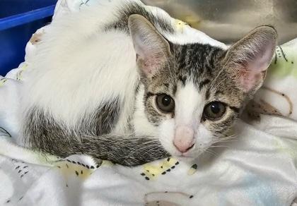 Enlarge Clove, a Adoptable mixed breed in Phoenix, AZ image 3/3