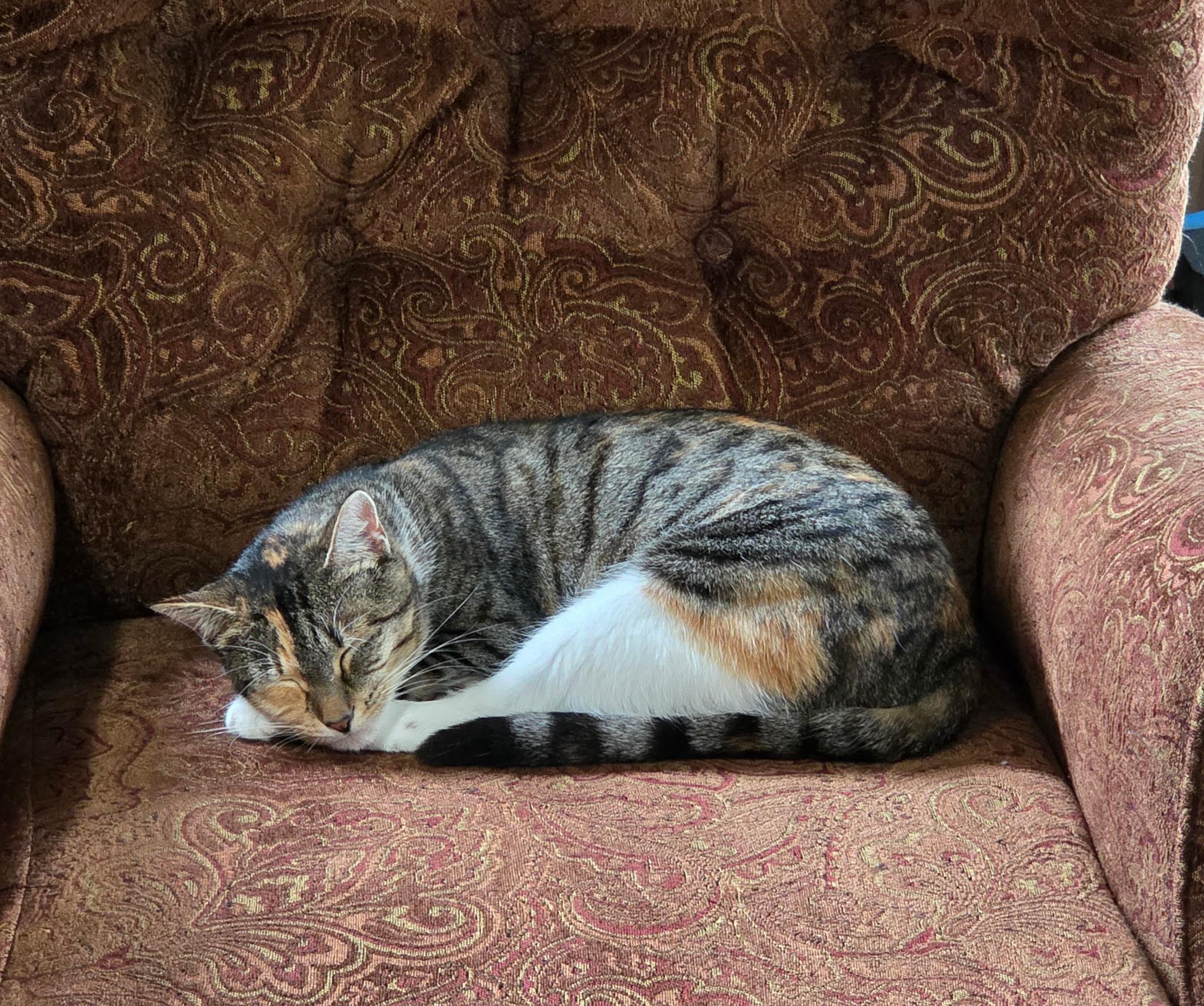 Enlarge Sprinkles, an adopted Domestic Short Hair in Kirkland, WA image 6/7