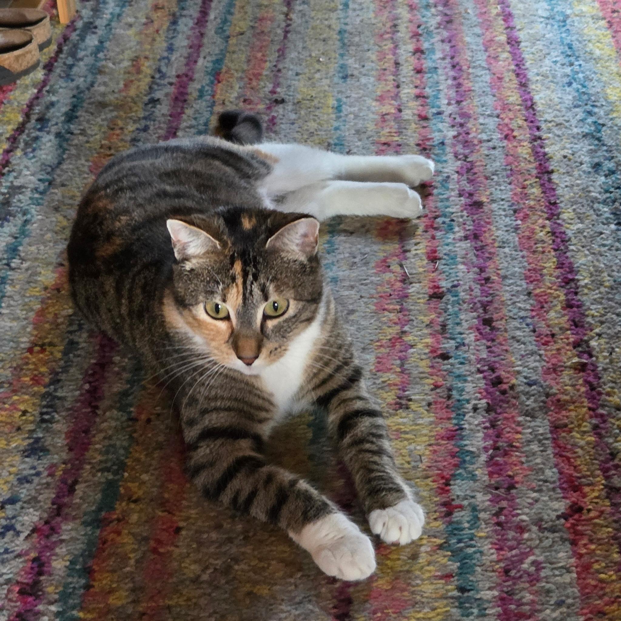 Enlarge Sprinkles, an adopted Domestic Short Hair in Kirkland, WA image 7/7