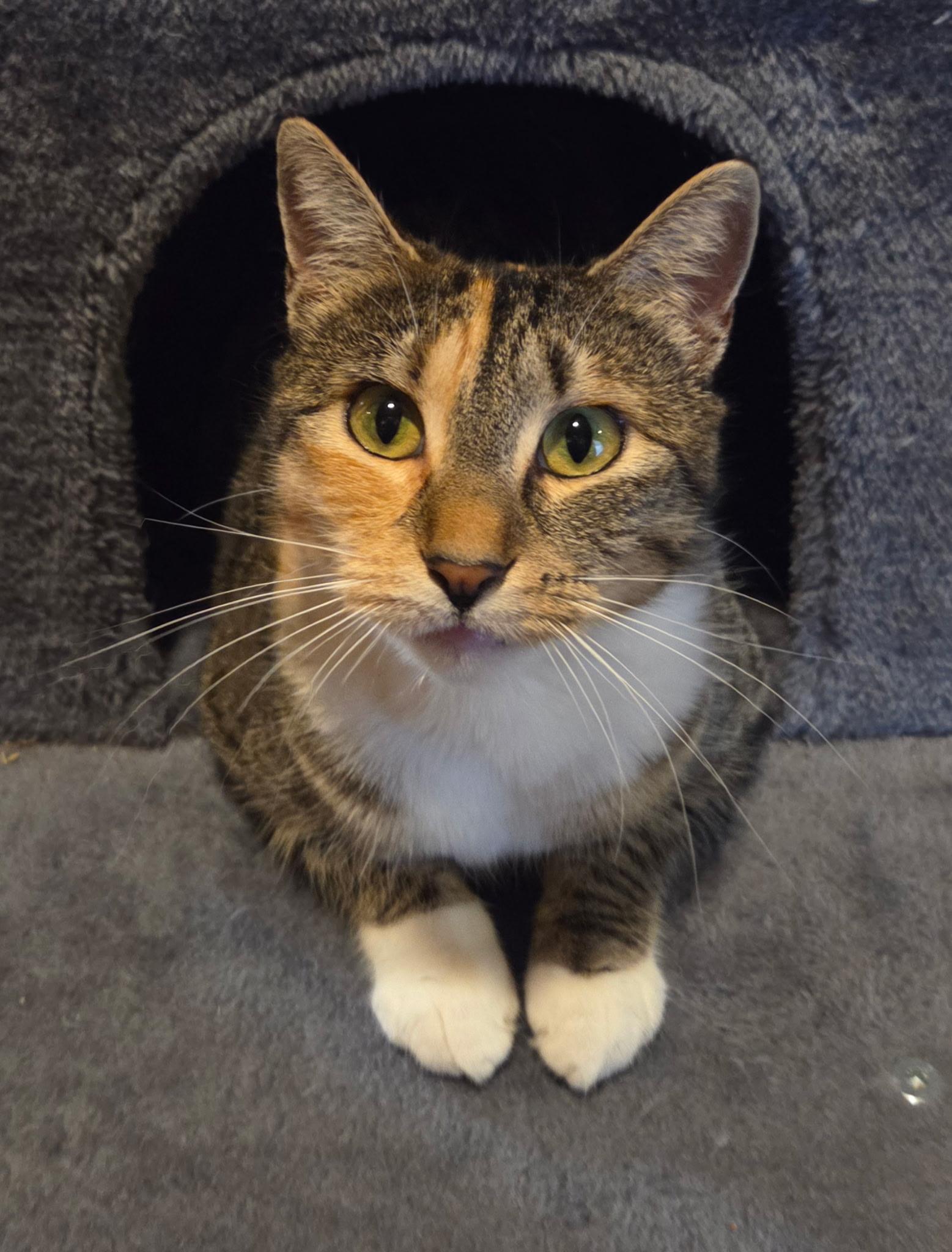 Enlarge Sprinkles, an adopted Domestic Short Hair in Kirkland, WA image 5/7