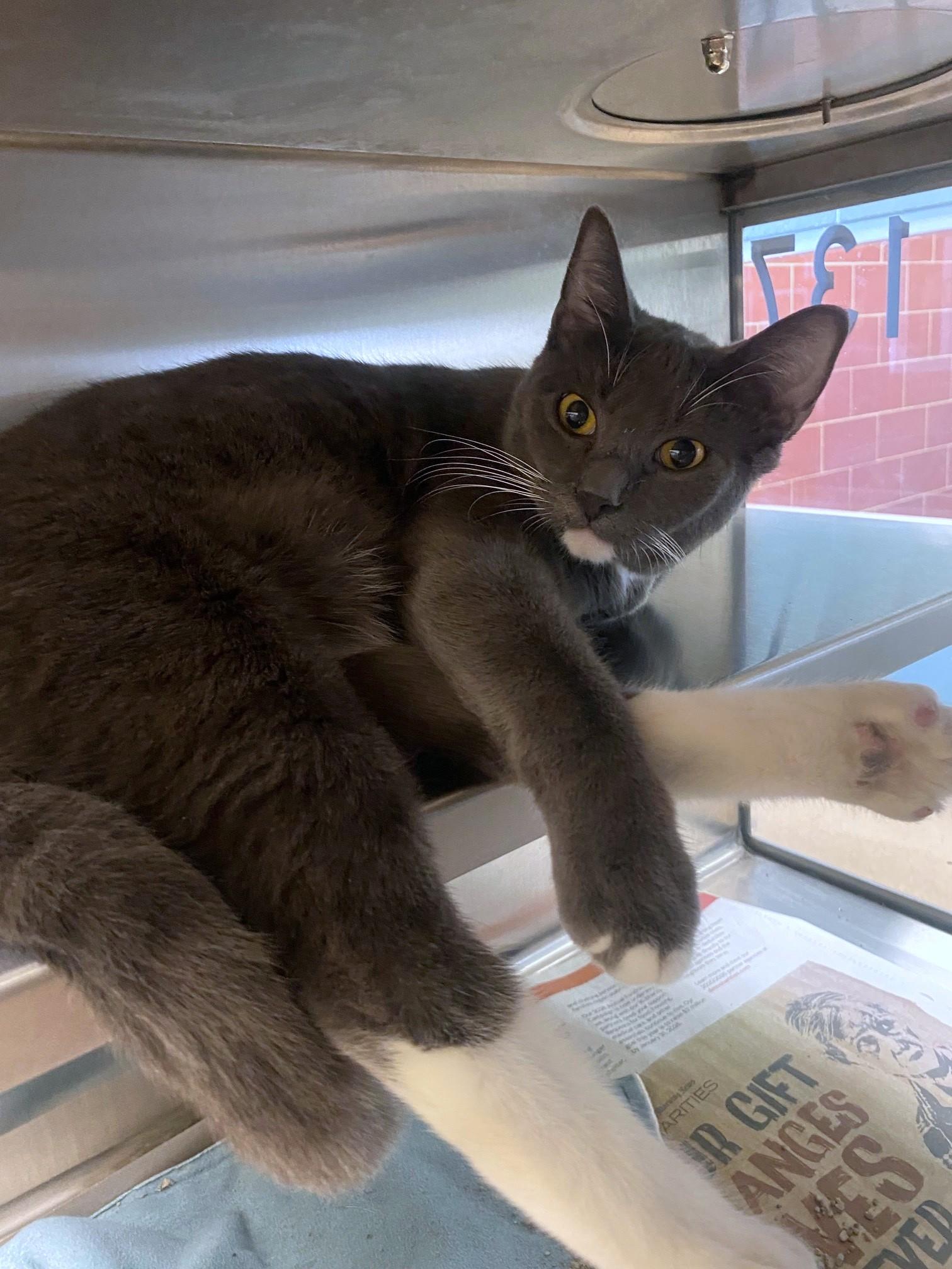 Tommy A211419, adoptable, Young Male Tuxedo.