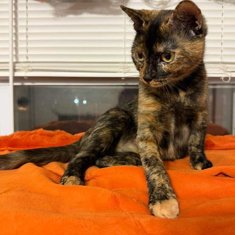 Daisy, a Adoptable Domestic Short Hair in Fairport, NY image 2/6