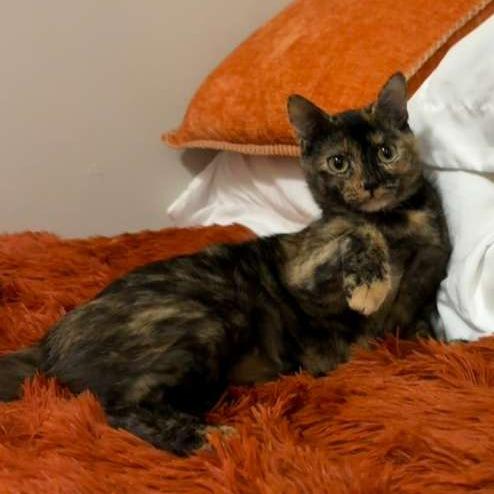 Daisy, a Adoptable Domestic Short Hair in Fairport, NY image 3/6