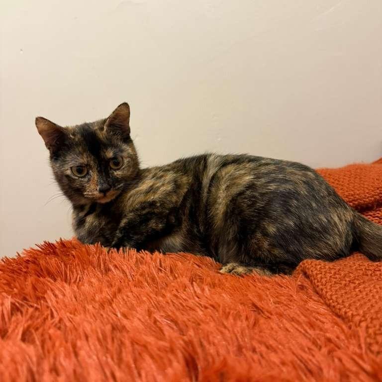 Daisy, a Adoptable Domestic Short Hair in Fairport, NY image 4/6