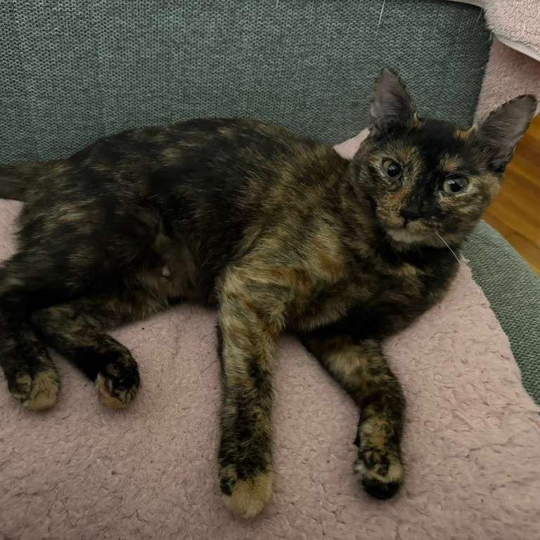 Daisy, a Adoptable Domestic Short Hair in Fairport, NY image 5/6