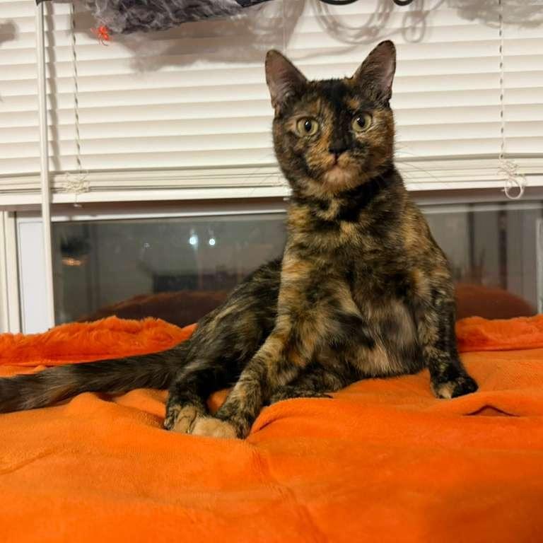 Daisy, a Adoptable Domestic Short Hair in Fairport, NY image 6/6