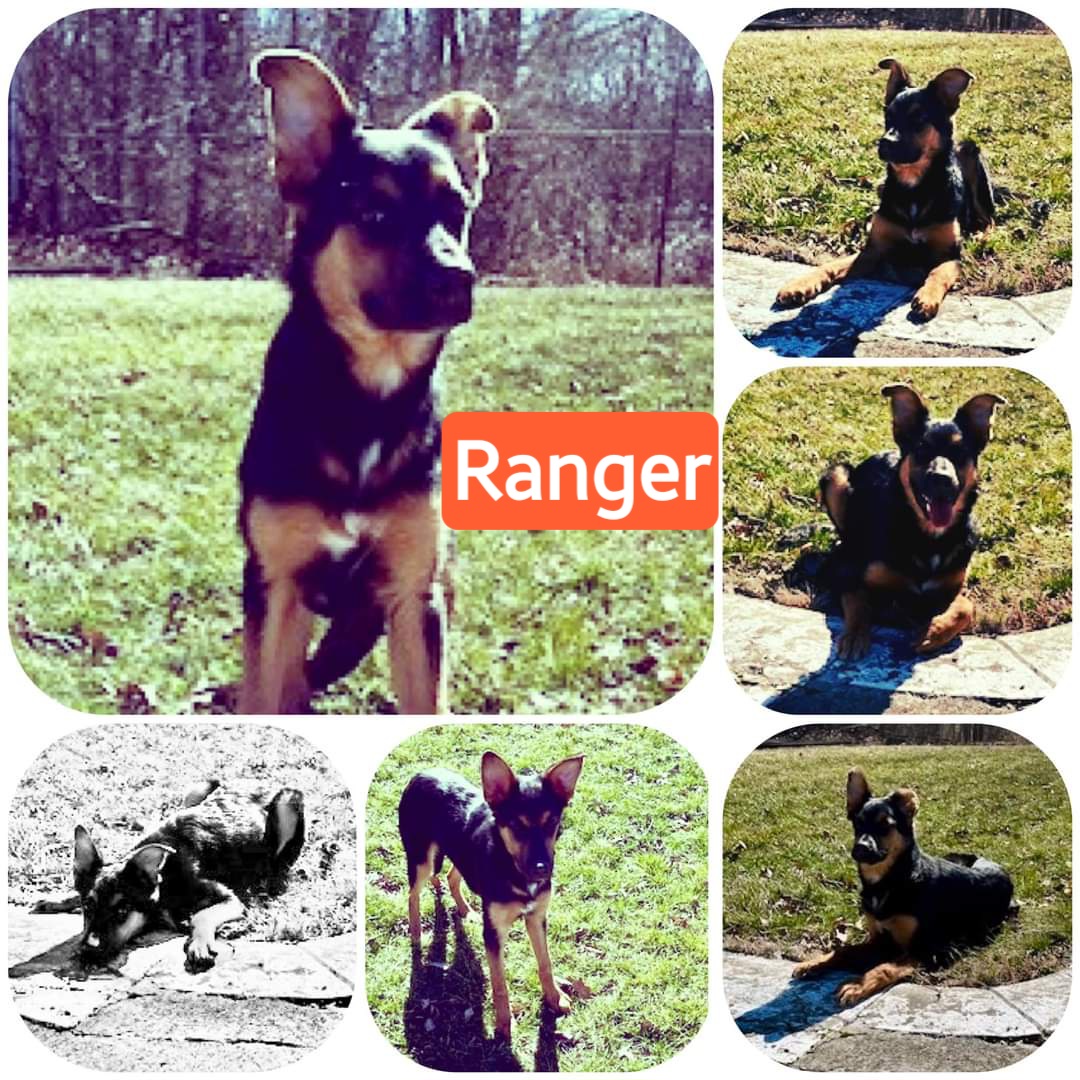 Enlarge Ranger, a Adopted mixed breed in Peru, IN image 1/1