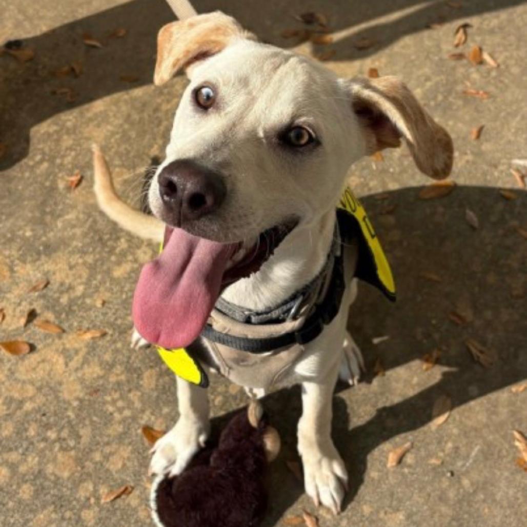 Enlarge Arlo, a Adoptable mixed breed in QUINCY, FL image 1/4