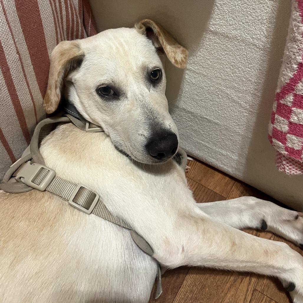 Arlo, Adoptable, Young Male Labrador Retriever & Mixed Breed.
