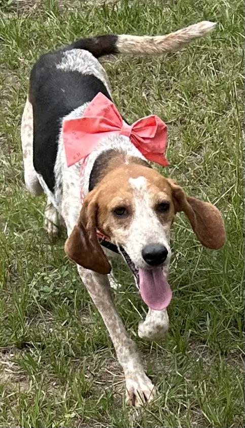 Maizy, Adult Female English Coonhound