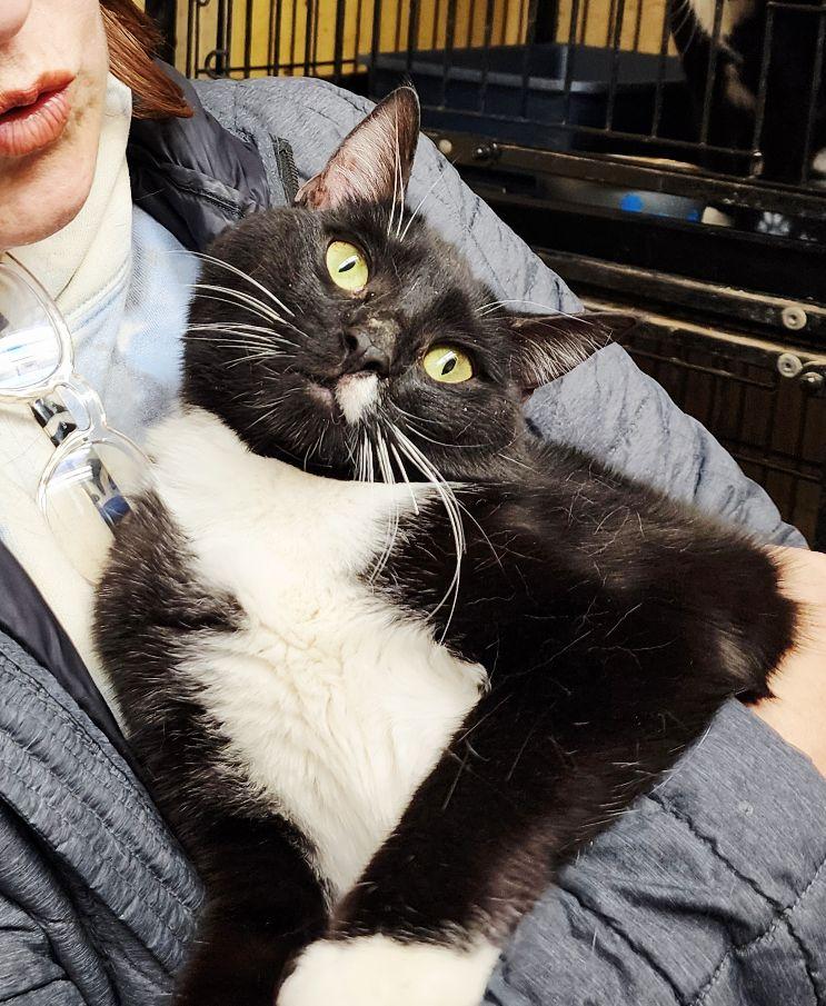 Zito, ADOPTABLE, Young Male Tuxedo.