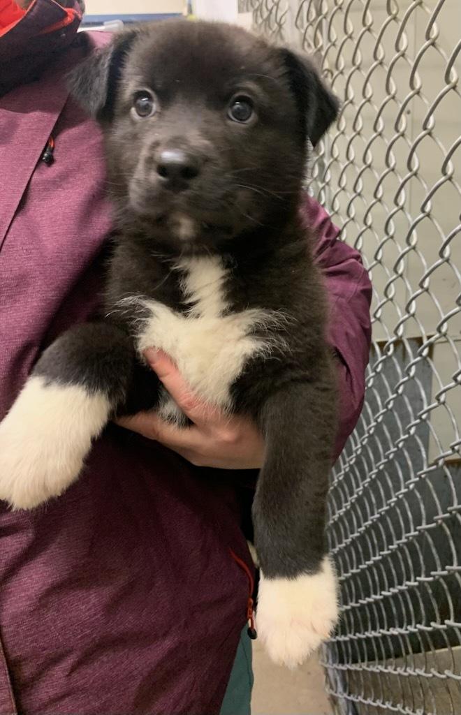 Enlarge Lindor, a ADOPTABLE mixed breed in wetaskiwin, AB image 1/1