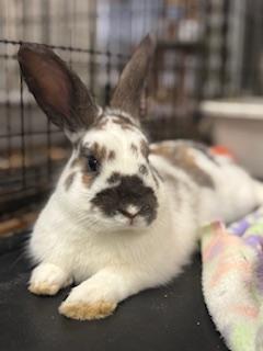 Hubert , ADOPTABLE, Young Male English Spot.