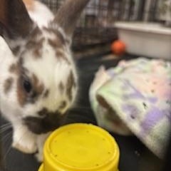 Enlarge Hubert , a ADOPTABLE English Spot in Oakland, CA image 6/6