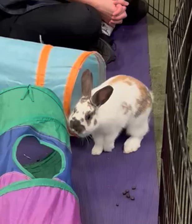 Enlarge Hubert , a ADOPTABLE English Spot in Oakland, CA video 5/6
