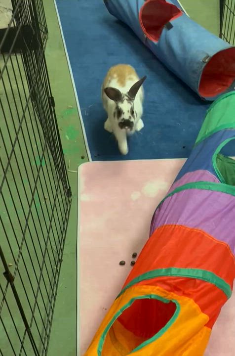 Enlarge Hubert , a ADOPTABLE English Spot in Oakland, CA video 2/6