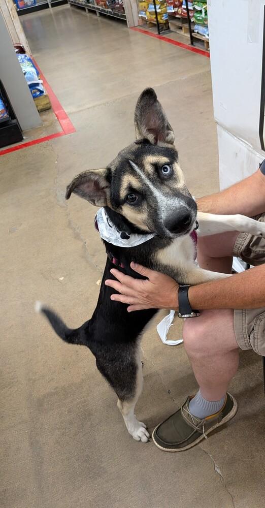 MINNIE, a Adoptable mixed breed in Thompson, PA image 4/6