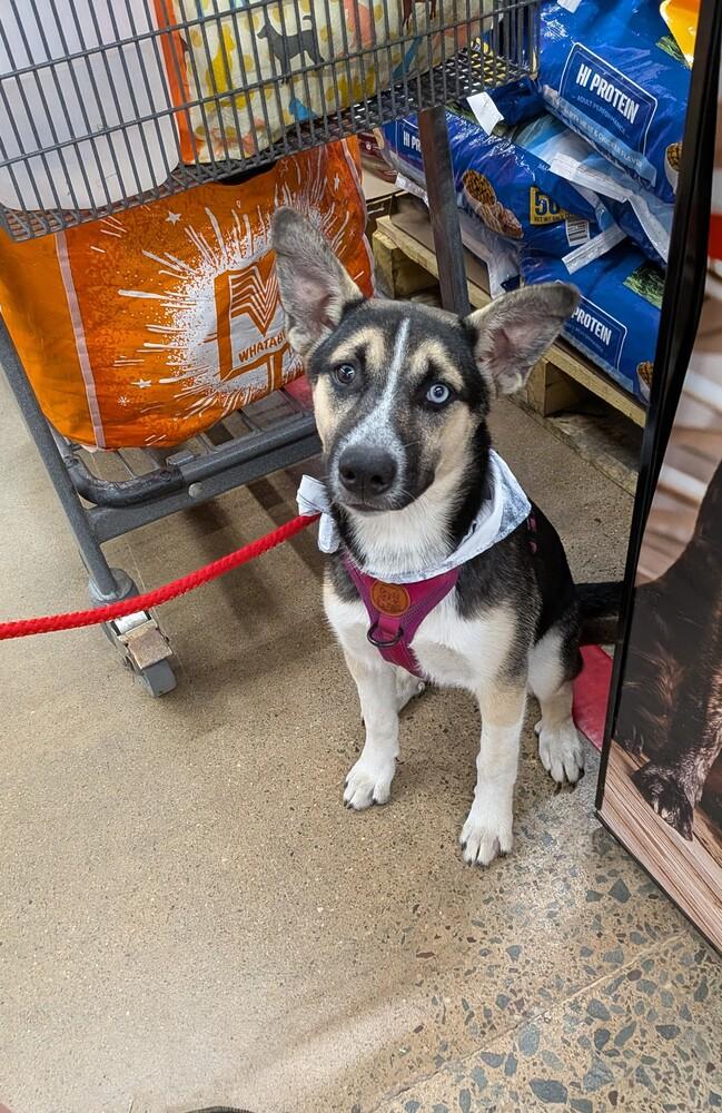 MINNIE, a Adoptable mixed breed in Thompson, PA image 6/6