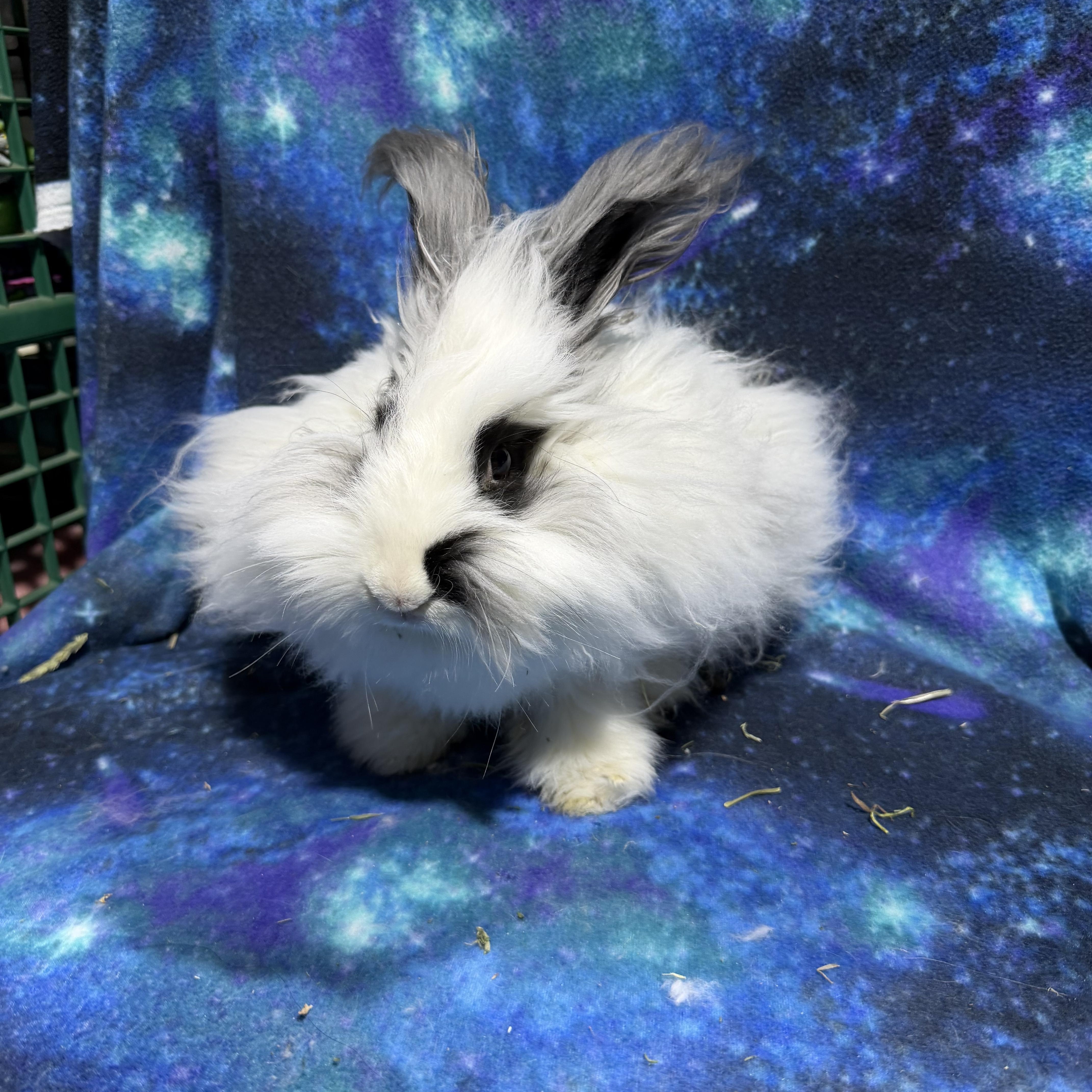 Enlarge Snow White , a ADOPTABLE Angora Rabbit in Howell, NJ image 1/1