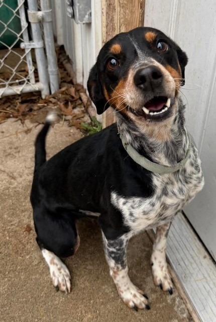 Saylor, Adoptable, Adult Male Bluetick Coonhound & Cattle Dog.