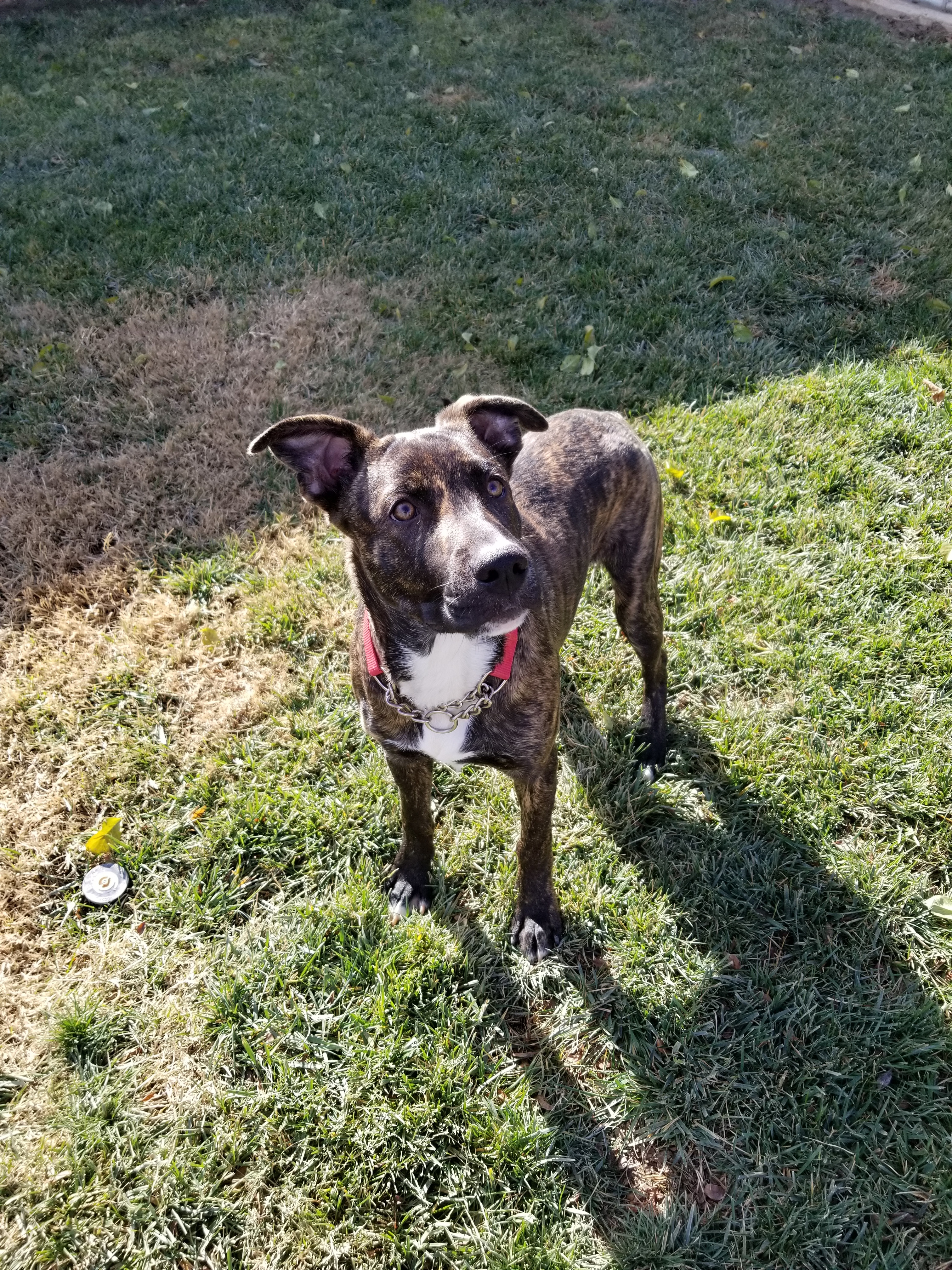 Enlarge Rossi, a Adoptable mixed breed in Cantua Creek, CA image 8/12