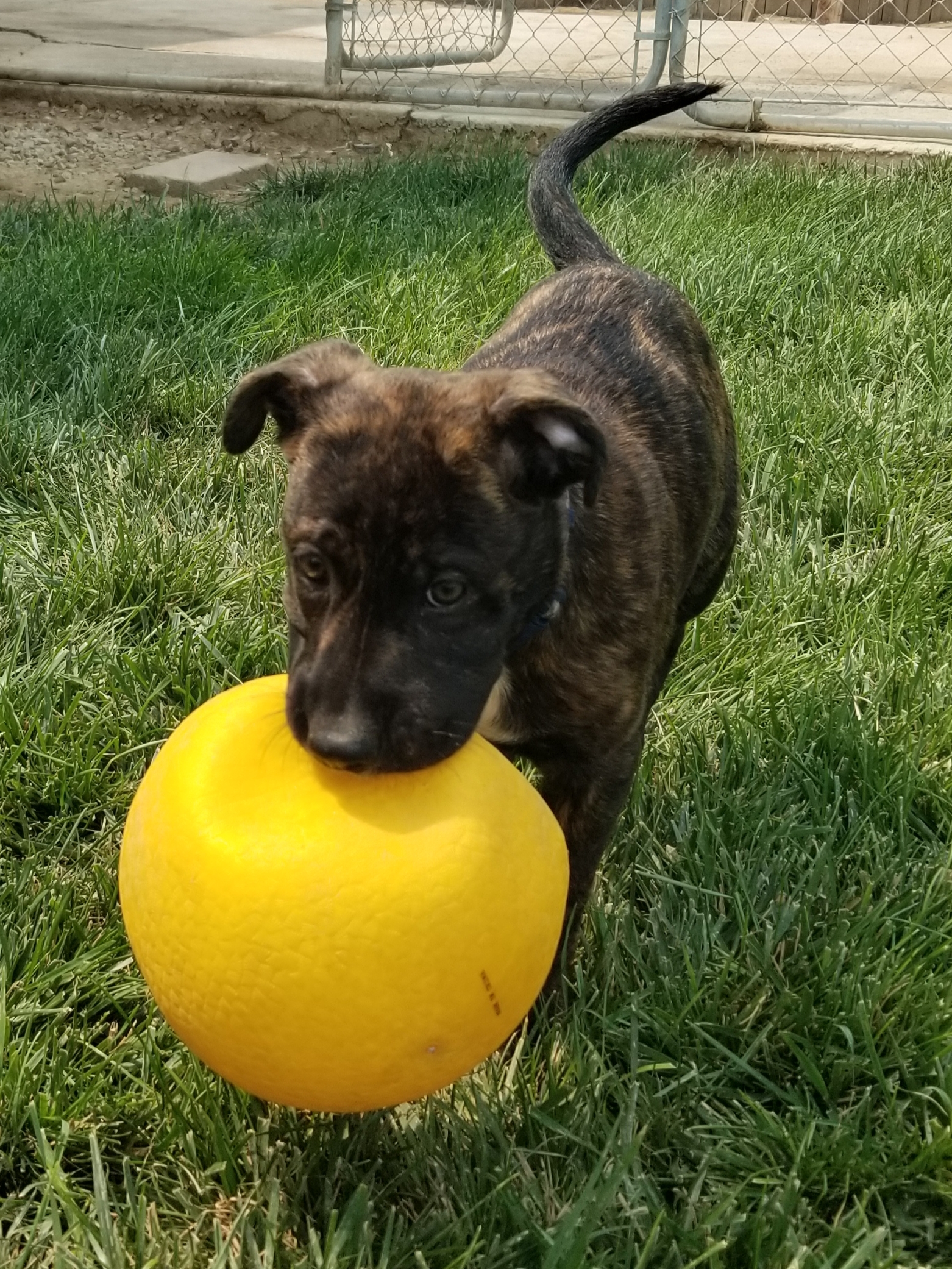 Rossi photo 3