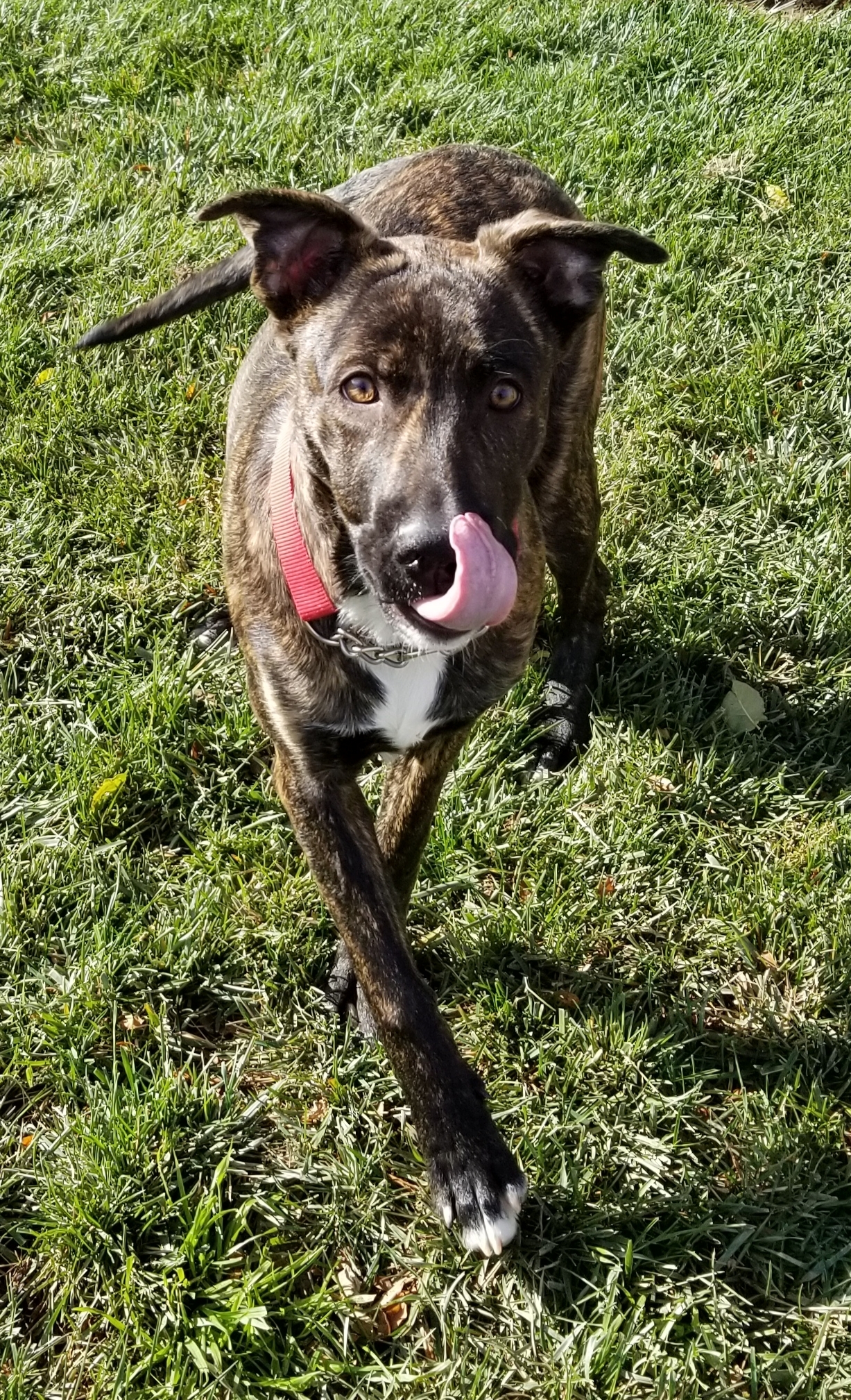 Enlarge Rossi, a Adoptable mixed breed in Cantua Creek, CA image 10/12