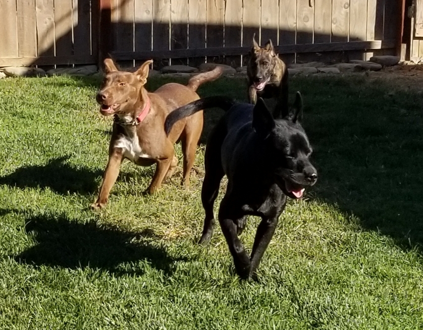 Enlarge Rossi, a Adoptable mixed breed in Cantua Creek, CA image 11/12